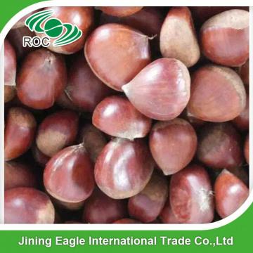 Bulk large nutritous sweet fresh chestnuts with best price