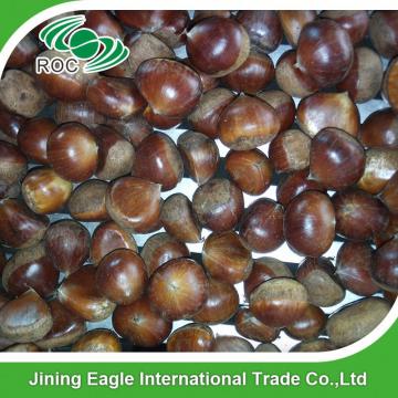 Chinese export price fresh sweet large chestnuts