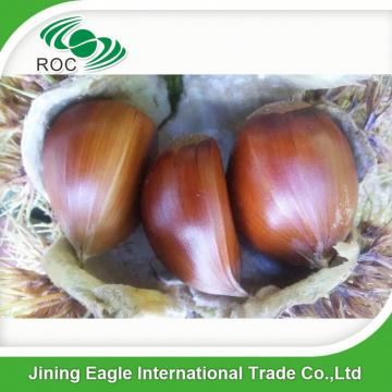 Chinese export price fresh sweet large chestnuts