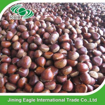 New organic nutritive sweet fresh chestnut wholesale