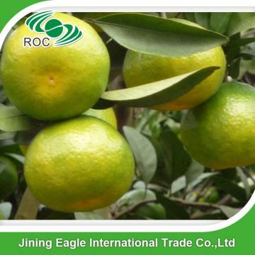 Zhejiang fresh sweet baby mandarin orange in favorable price