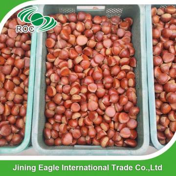 Wholesale common cultivation type nutritive fresh chestnuts