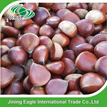 Best quality Chinese fresh taishan chestnut