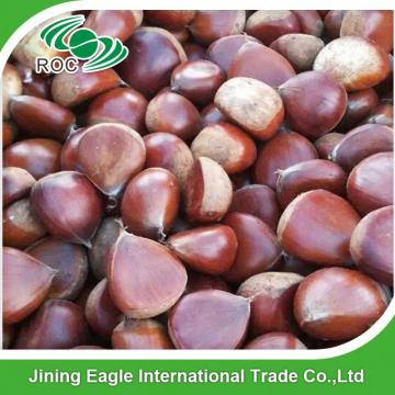 Wholesale organic yanshan fresh chestnut from china