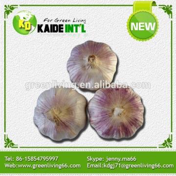 golden supplier china wholesale garlic with low price