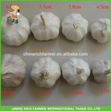 China Rich Farmer Brand Garlic Rate Size: 4.5CM, 5.0CM, 5.5CM