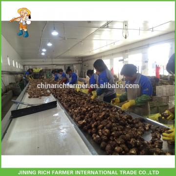 Chinese Fresh Seasonal Vegetable Taroes Hot Sale