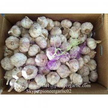 Jinxiang Shandong Fresh Normal White Garlic 5cm Loose Packing in Carton Box