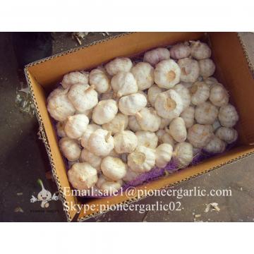 Jinxiang Shandong Fresh Normal White Garlic 5cm Loose Packing in Carton Box