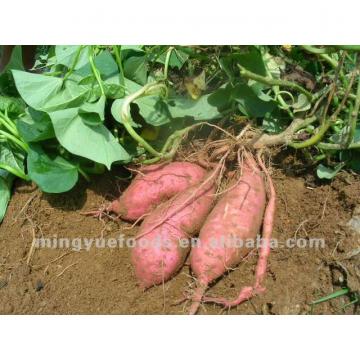 feed grade sweet potato flour(pet food)