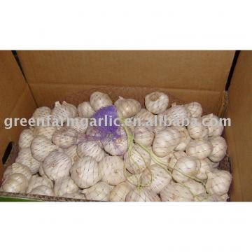 china fresh garlic price