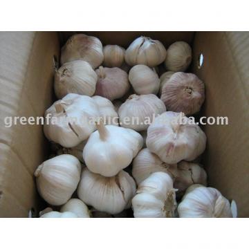 fresh garlic