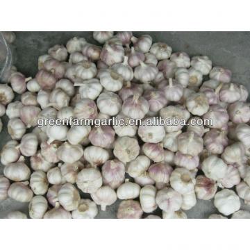 normal white garlic