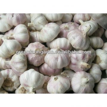 white garlic 5cm