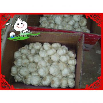 White garlic in 10kg carton packing/White garlic from shandong/White garlic for sale