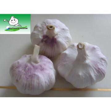 Big garlic/Pure white garlic/Fresh garlic