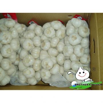 Chinese garlic price/Garlic supplier/White garlic