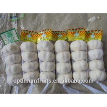 Bulk Jinxiang garlic for sale white garlic price