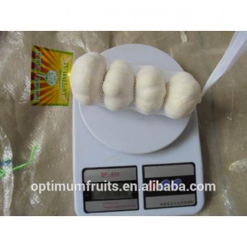 China garlic factory super garlic best price