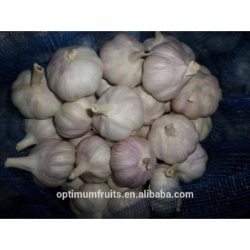 2017 AJO/ALHO/Chinese fresh garlic