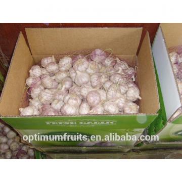 China fresh natural white garlic 10kg ctn or mesh bag