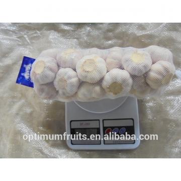 China fresh garlic exporters