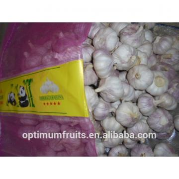 New harvest Chinese garlic from Jinxiang