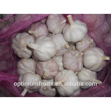 New harvest Chinese garlic from Jinxiang