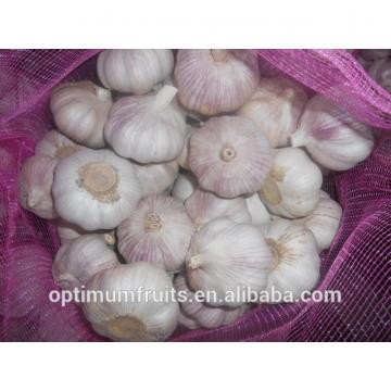 cina harga bawang putih