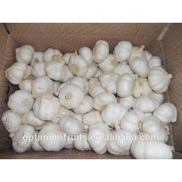 New crop fresh natural white garlic for sale