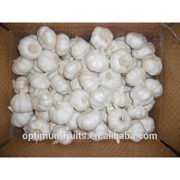 New crop fresh natural white garlic for sale