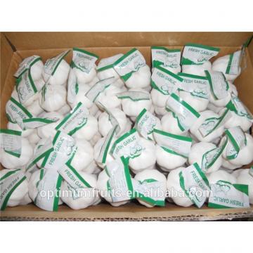 Chinese Fresh Pure white garlic price