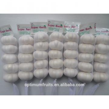 Chinese Fresh Pure white garlic price