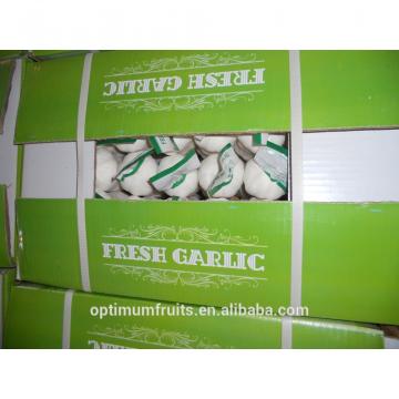 New crop Purple garlic white garlic from China for export