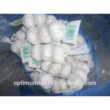 Normal white garlic size 5.0-5.5cm