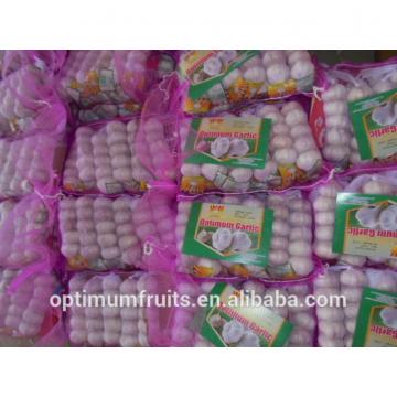 China high quality fresh garlic with competitive price