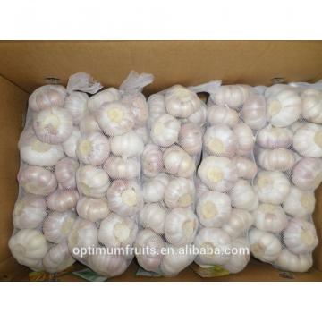 Fresh garlic/jinxiang garlic