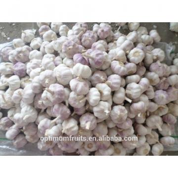 Fresh purple garlic from China