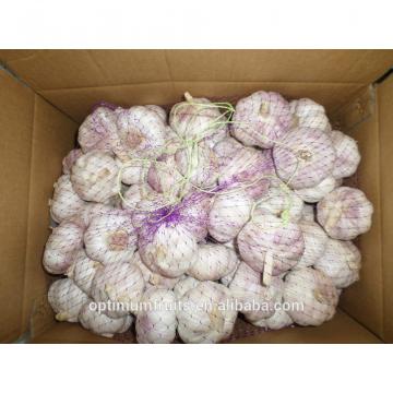 Fresh purple garlic from China