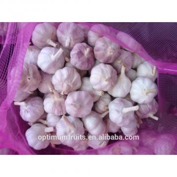 Fresh purple garlic from China