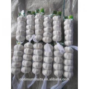 Fresh Natural white garlic in small mesh bag packing