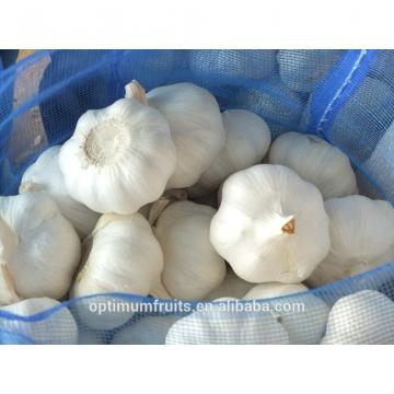 Chinese fresh pure white garlic 5.5cm