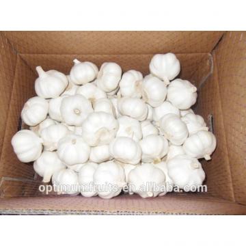 New season Chinese white garlic 10kg ctn