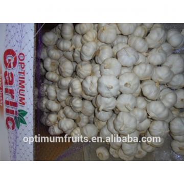 New season Chinese white garlic 10kg ctn