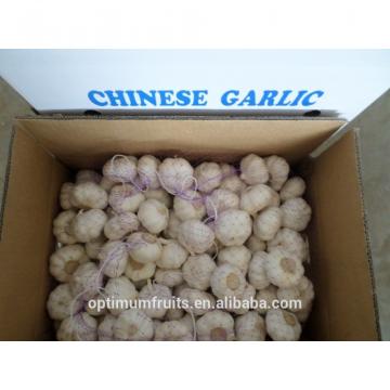 New season Chinese white garlic 10kg ctn