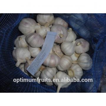 China origin wholesale garlic price