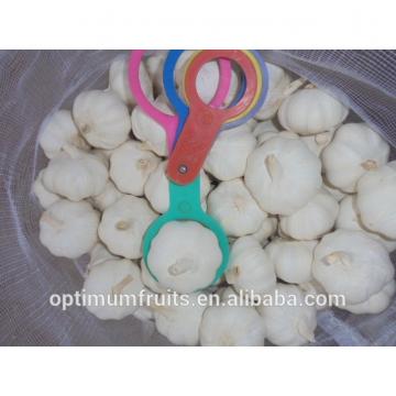 Bulk Jinxiang garlic for sale white garlic price