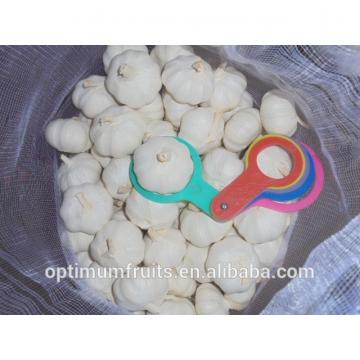 New crop fresh white garlic from China