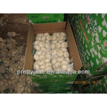 high quality china garlic