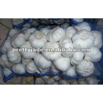 Chinese white garlic in mesh bag